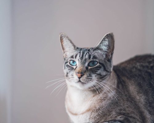 Gato com secreção nos olhos: devo me preocupar? clínica veterinária 24h