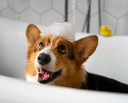 Posso usar shampoo humano no meu cachorro? clínica veterinária 24h