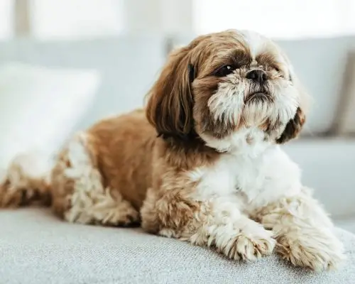 Quais vacinas meu shih tzu precisa tomar?