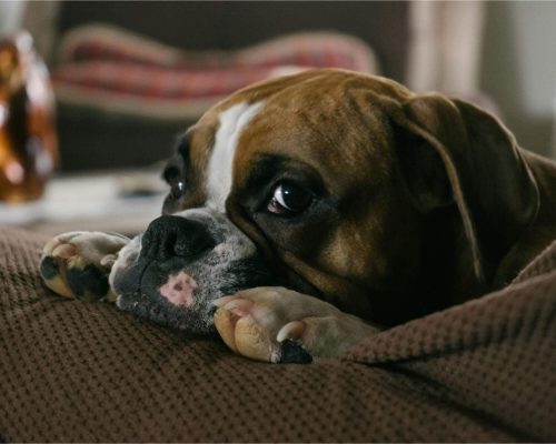 Meu cachorro está com dificuldade para subir no sofá: o que pode ser? clínica veterinária 24h