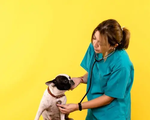O que significa sopro cardíaco em cães? clínica veterinária 24h
