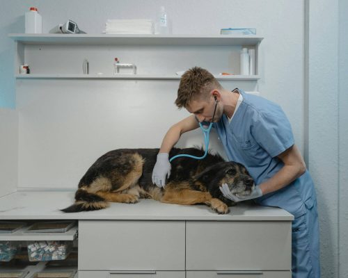 Diferença entre sopro funcional e patológico, clínica veterinária 24h