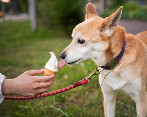 Sorvete para cachorro: posso dar? clínica veterinária 24h