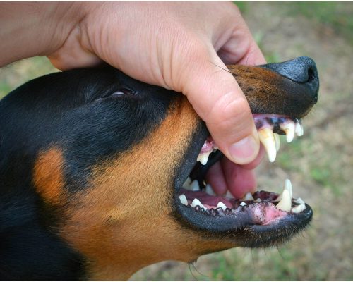 Tártaro em cachorro: como limpar sem machucar? clínica veterinária 24h