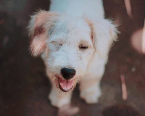 Tique nervoso em pets: quando investigar? clínica veterinária 24h