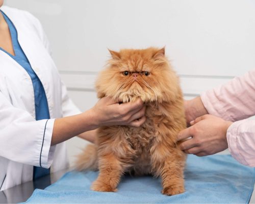 Hipo ou hipertireoidismo em cães e gatos: diferenças, clínica veterinária 24h