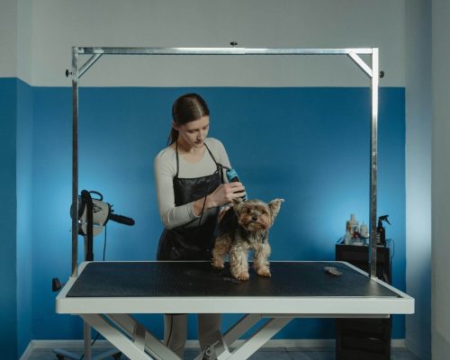 O que são tosa higiênica e tosa terapêutica? clínica veterinária 24h
