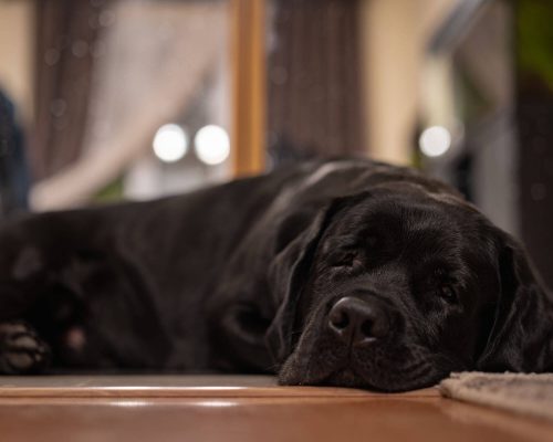 Tosse noturna em cães: sinal de problema no coração? clínica veterinária 24h