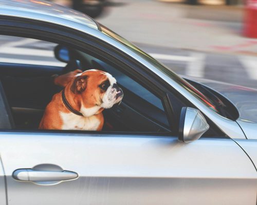 Como transportar o pet com segurança no carro? clínica veterinária 24h