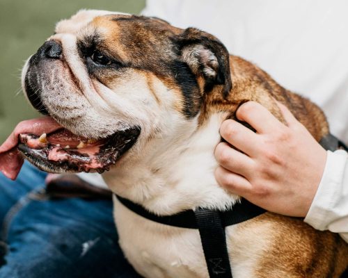 O que significa “colapso de traqueia” em cães? clínica veterinária 24h