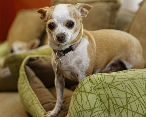 Meu cachorro treme mesmo sem estar com frio: é normal? clínica veterinária 24h