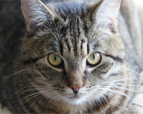 Meu pet tem episódios de tremedeira: é neurológico? clínica veterinária 24h