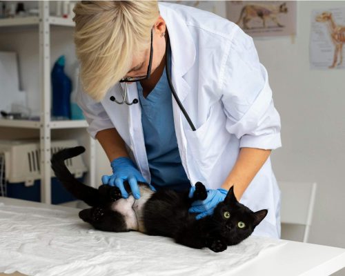 O que é ultrassom abdominal veterinário e quando fazer? clínica veterinária 24h