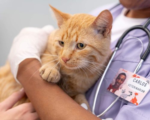 Gato com ureia alta: precisa internar? clínica veterinária 24h