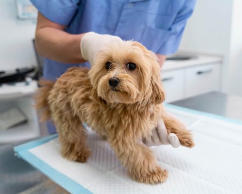 Diferença entre emergência e urgência no atendimento veterinário, clínica veterinária 24h