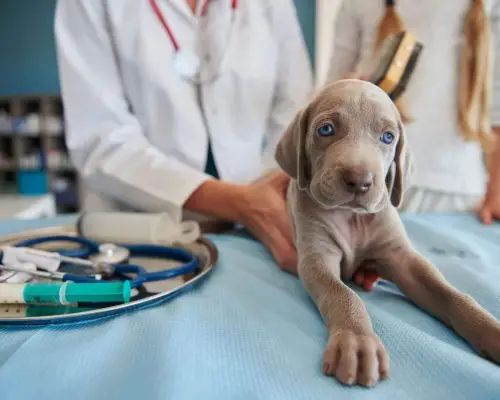 Quanto custa vacina de cachorro filhote em 2025 em Maringá? clínica veterinária 24h