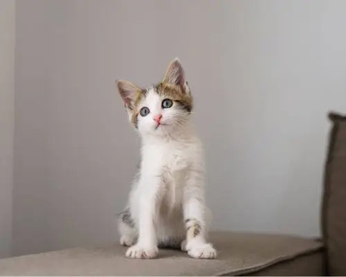 Quanto custa vacina de gato filhote em 2025 em Maringá? clínica veterinária 24h