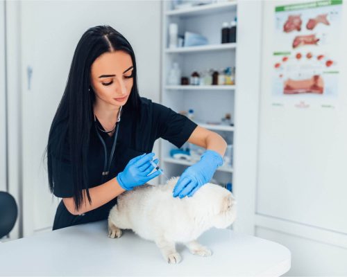Quanto custa vacina de gato em 2025 em Maringá? clínica veterinária 24h