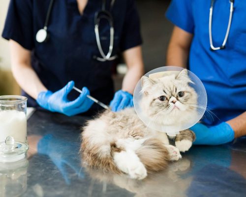 Vacina de Raiva para Gatos: Quando Fazer e Quanto Custa? clínica veterinária 24h