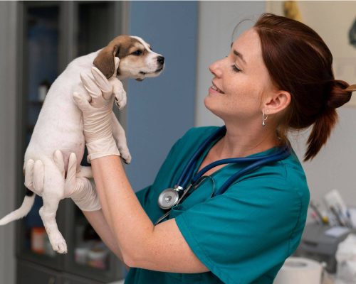 Quantas doses de vacina para cachorro filhote? clínica veterinária 24h