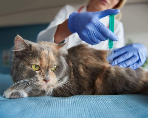 Vacina para gripe em pets: vale a pena? clínica veterinária 24h