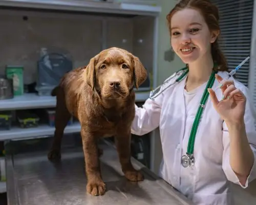 Quanto custa vacinar seu cachorro em 2025 em Maringá? clínica veterinária 24h