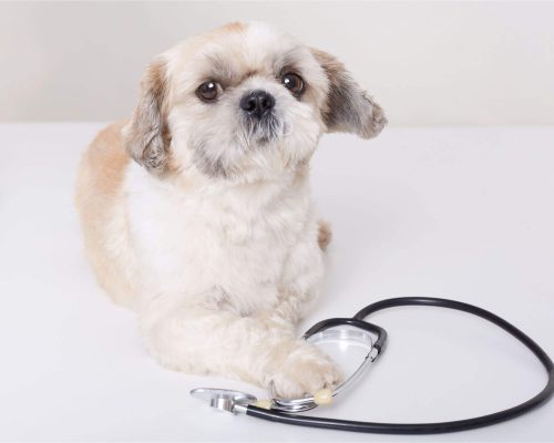 Vacinas essenciais para Shih Tzu: Quais meu pet precisa tomar? clínica veterinária 24h
