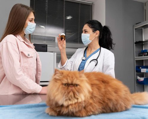 O que são vermes em cães e gatos? clínica veterinária 24h