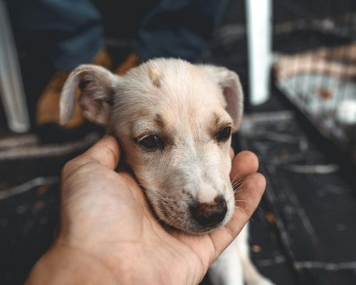 Emergências alérgicas em pets: anafilaxia no atendimento veterinário, clínica veterinária 24h