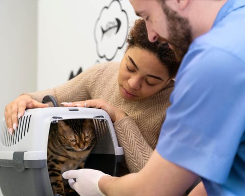 Meu pet tem medo de clínica: como ajudar, clínica veterinária 24h