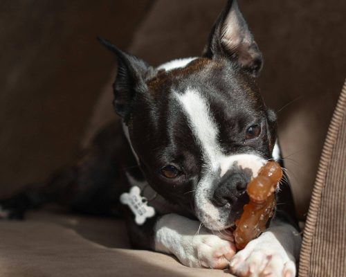 O caso do cachorro que comeu um brinquedo impossível, veterinário 24h