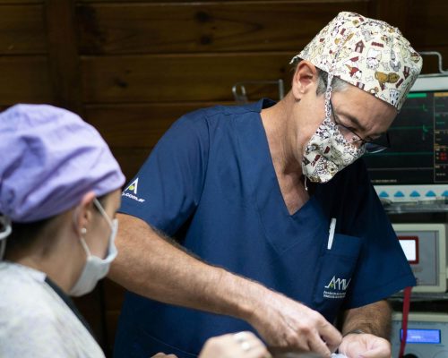 O que é suporte avançado de vida em veterinária, clínica veterinária 24h