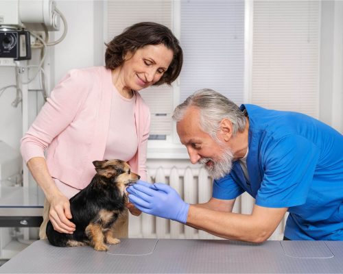 Hospital veterinário salva mesmo? Estudos e casos reais, clínica veterinária 24h