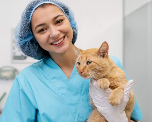 Pets que surpreenderam e se recuperaram mais rápido que o previsto, clínica veterinária 24h
