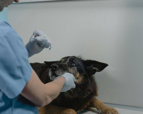 Por que alguns casos simples evoluem e viram emergência, clínica veterinária 24h
