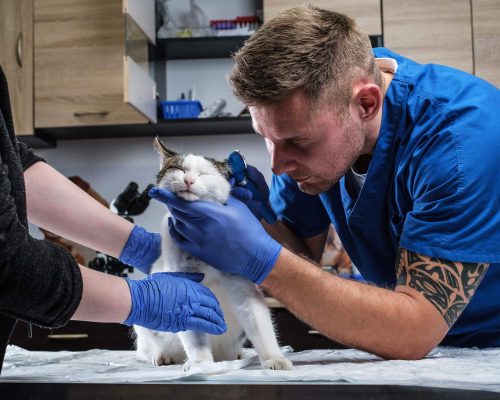 Por que alguns gatos chegam bem e pioram rápido? clínica veterinária 24h