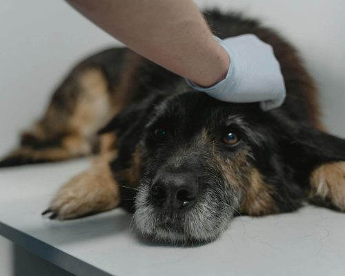 Por que pets idosos precisam de hospitais com imagem 24h, clínica veterinária 24h