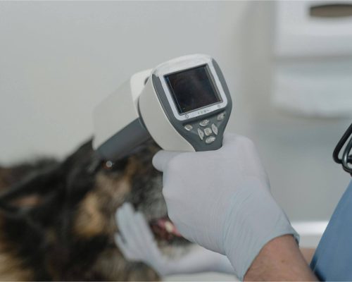 Quando 30 minutos podem salvar a vida do pet