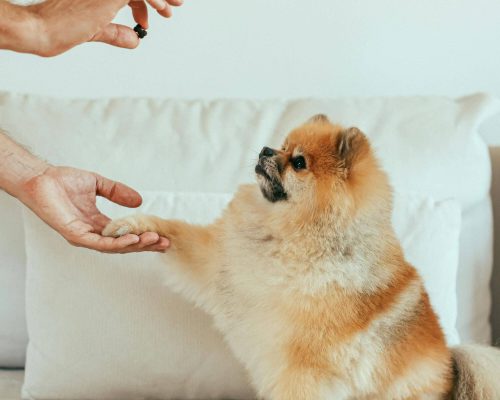 Como ensinar comandos básicos em casa, clínica veterinária 24h