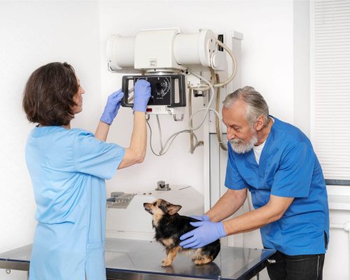 Estrutura mínima para atendimento veterinário de emergência, clínica veterinária 24h