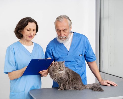 Internamento com separação de cães e gatos: por que importa, clínica veterinária 24h