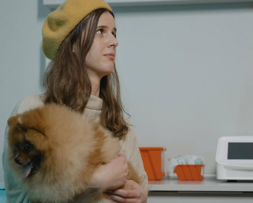 Meu pet está vomitando sangue: que atitude tomar? clínica veterinária 24h