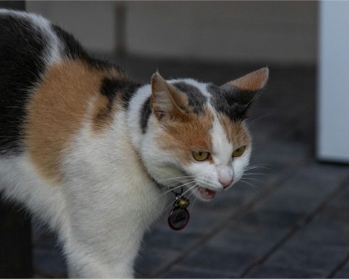 Gato com obstrução urinária: atendimento rápido faz diferença, clínica veterinária 24h