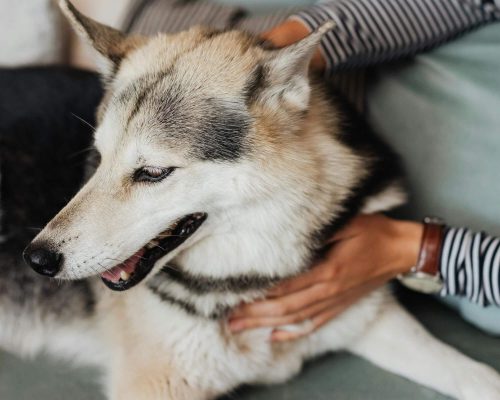Meu pet piorou depois da consulta: o que fazer? clínica veterinária 24h