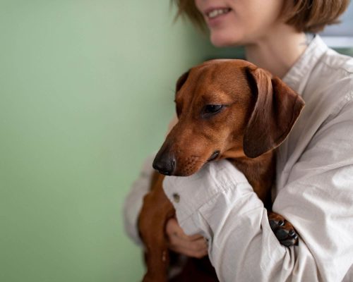Pets com desequilíbrio hormonal precisam de acompanhamento vitalício? clínica veterinária 24h