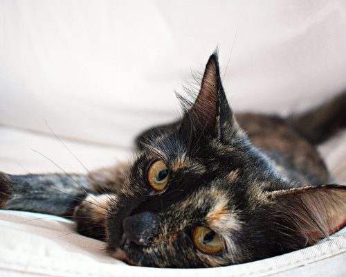 Sinais de que meu pet precisa de atendimento de emergência imediato, clínica veterinária 24h