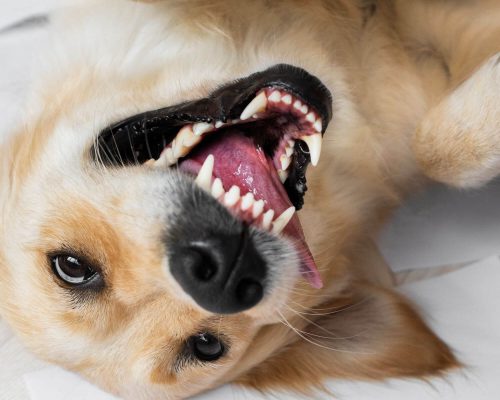 Como escovar dentes de pets todos os dias, clínica veterinária 24h