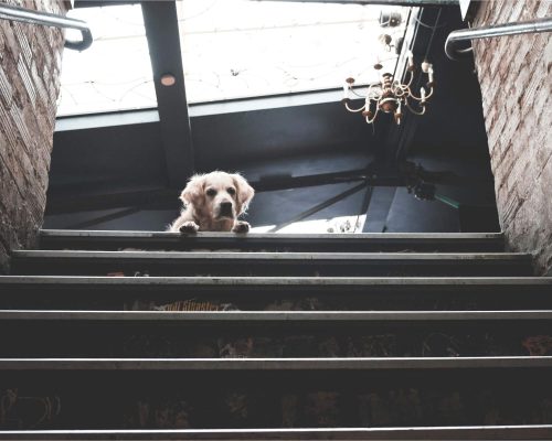 Como evitar acidentes domésticos com pets, clínica veterinária 24h