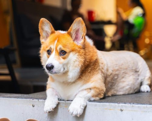 Meu cachorro engordou após castração: o que fazer? clínica veterinária 24h