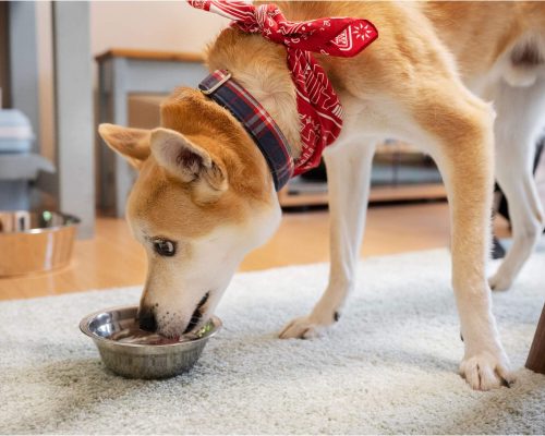 Como saber se o cachorro tem alergia alimentar? clínica veterinária 24h